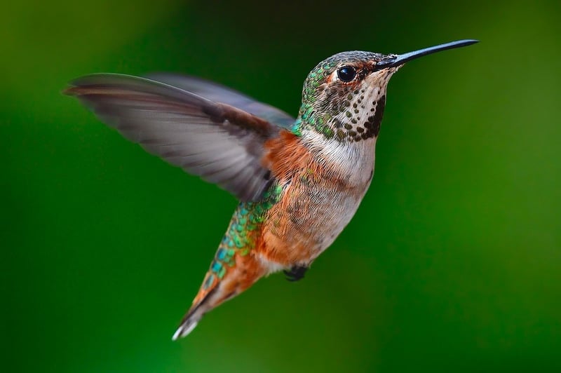 Tiny Enchanted Realm