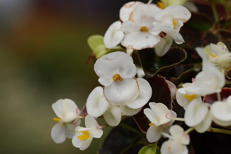 Begonia Maculata