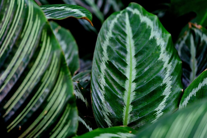 Calathea Orbifolia